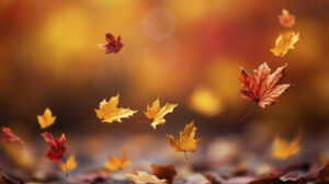 Autumn leaves